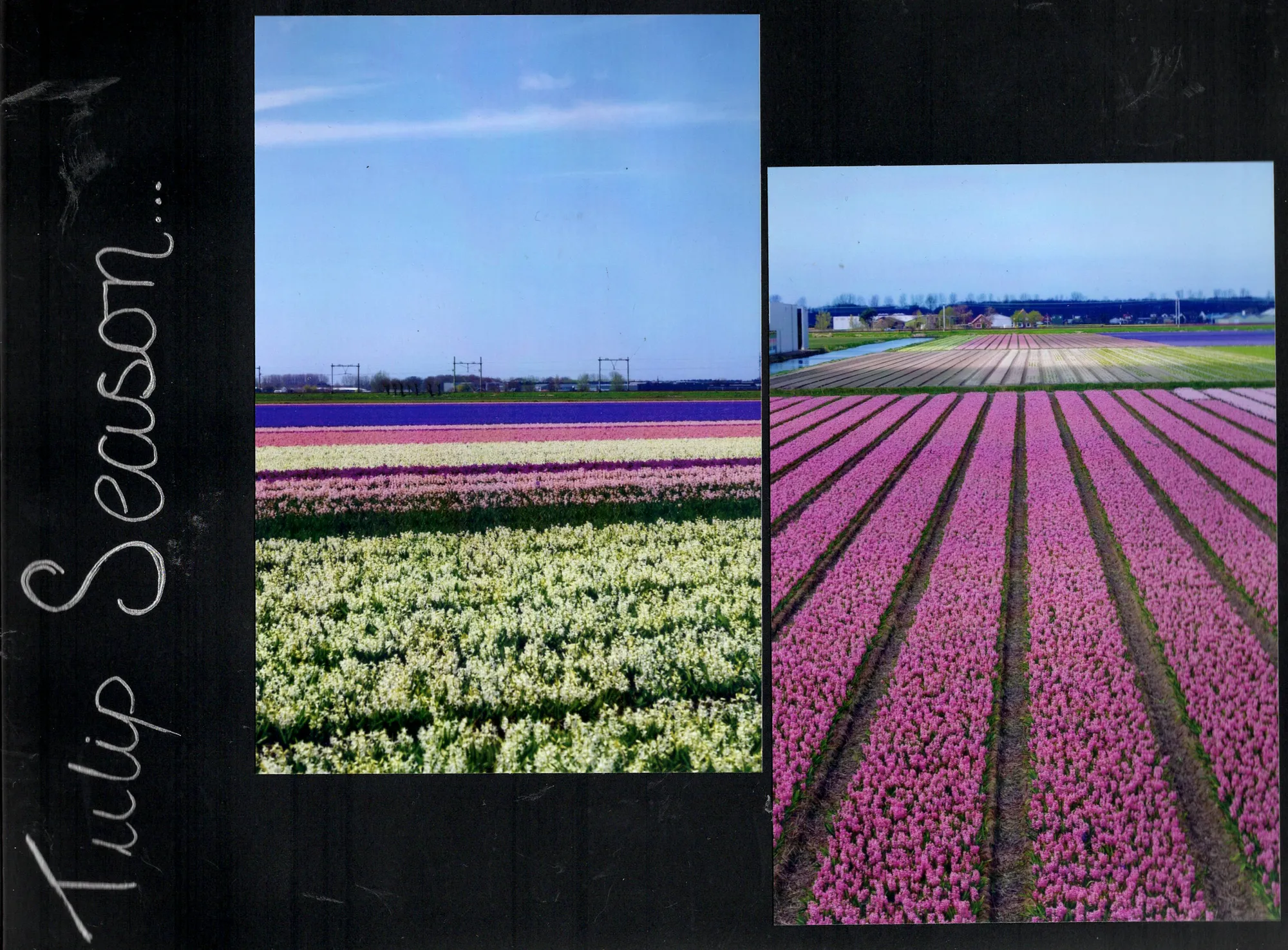 Tulip Season...