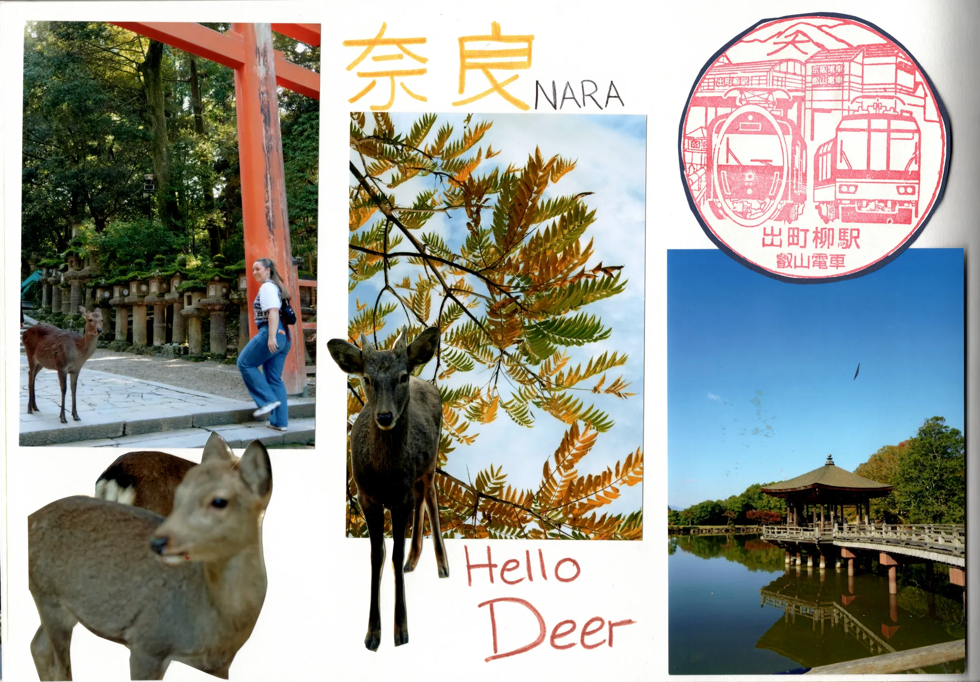 Hello Deer, Nara, Japan