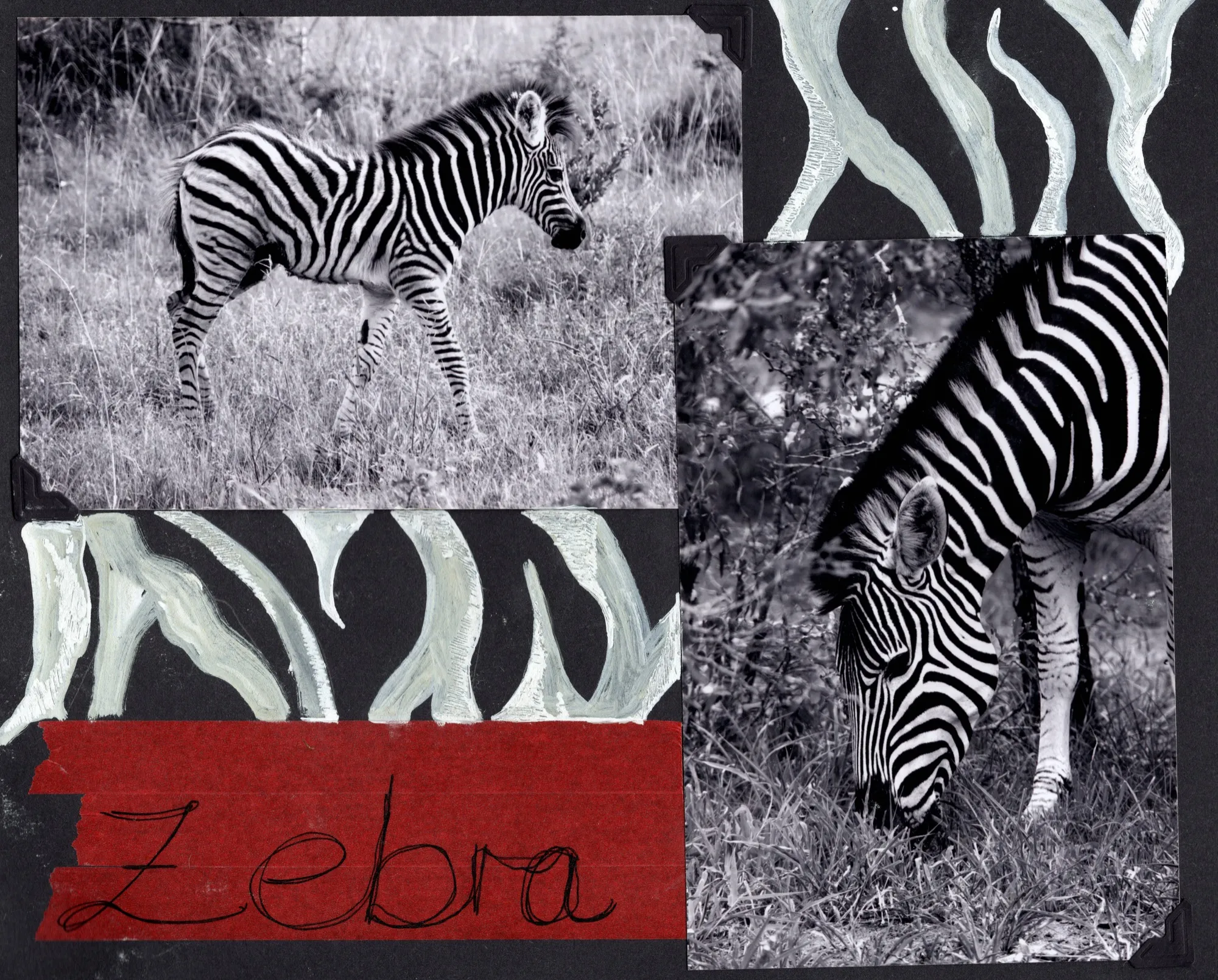 Zebra, South Africa