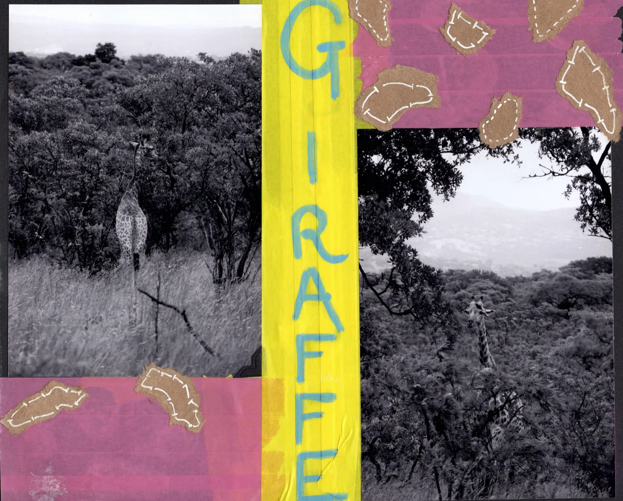 Giraffe, South Africa
