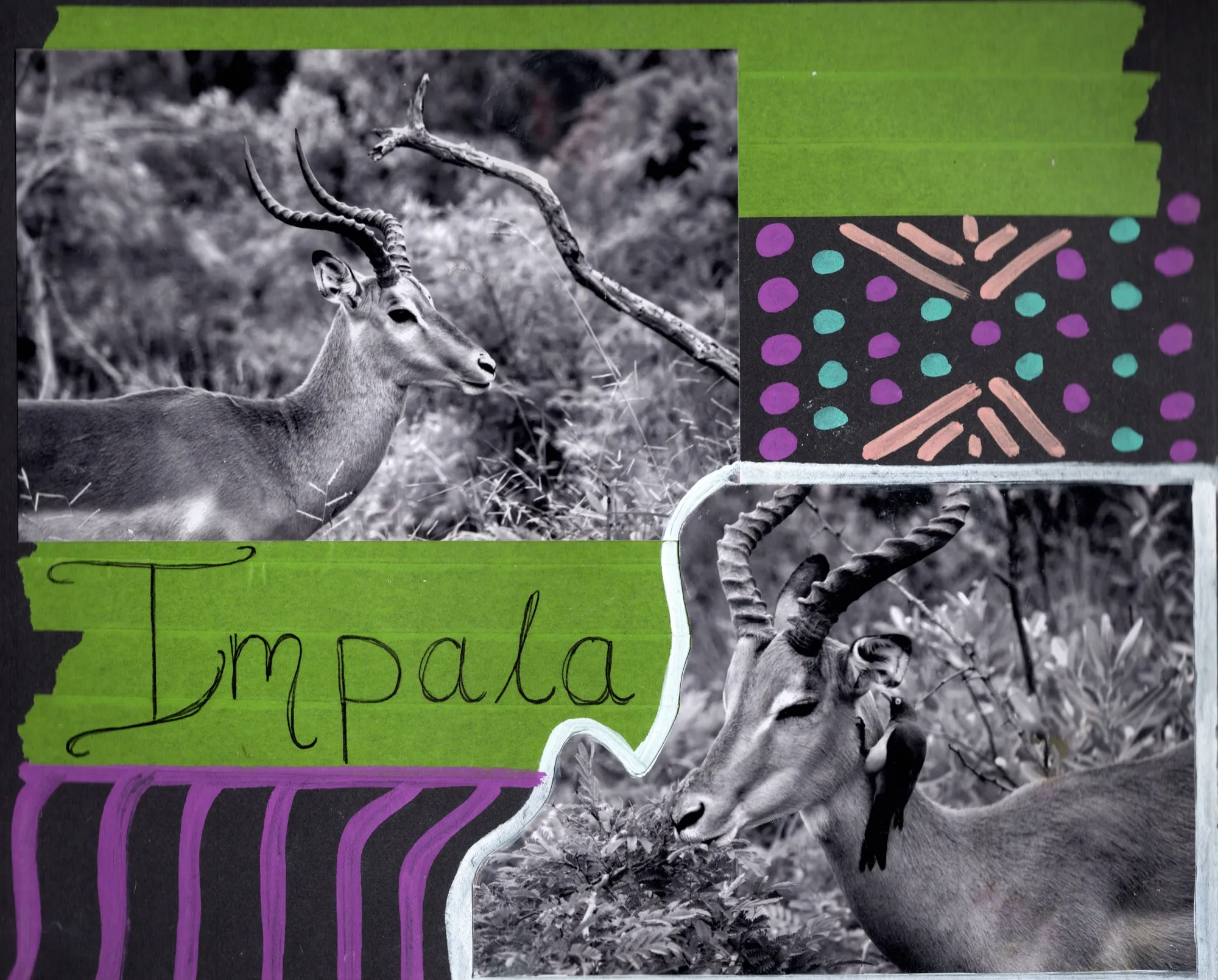 Impala, South Africa