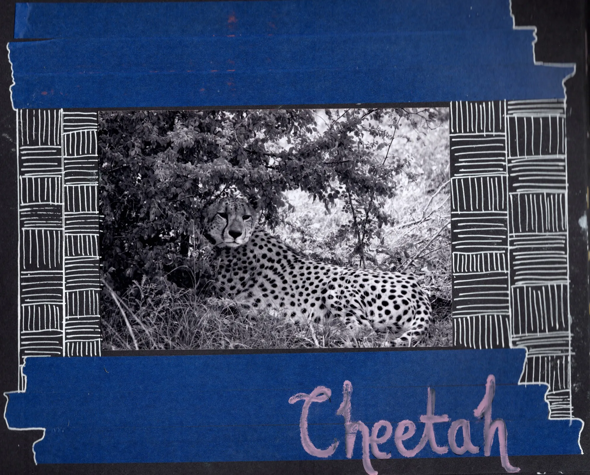 Cheetah, South Africa