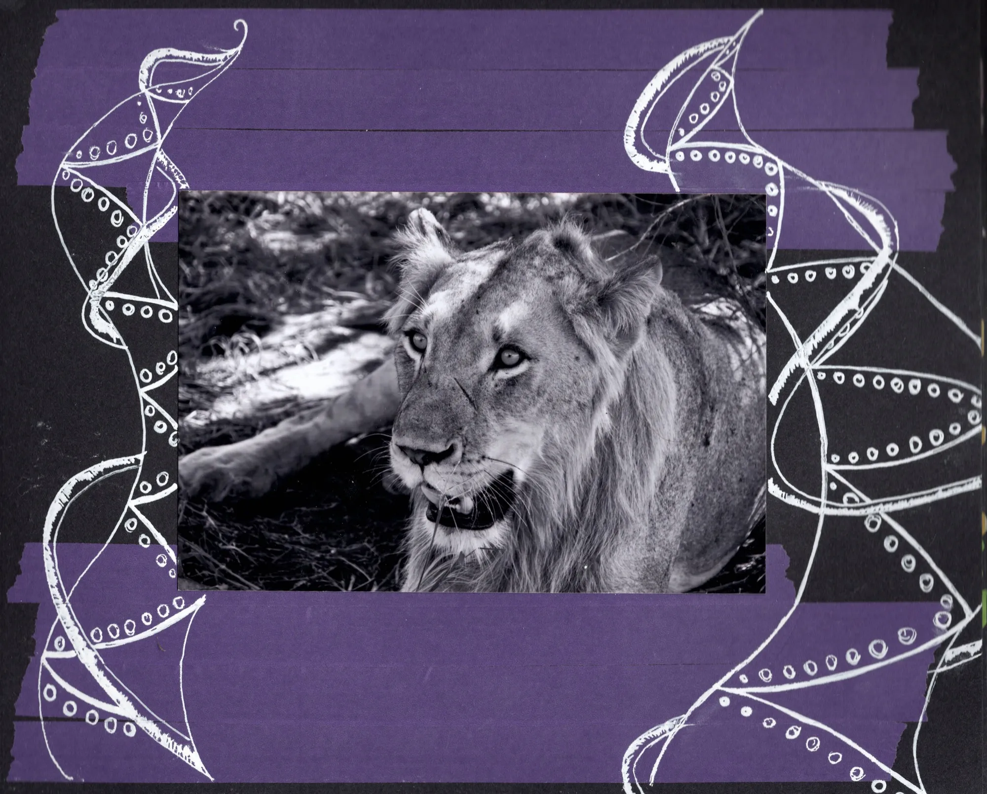 Lion, South Africa