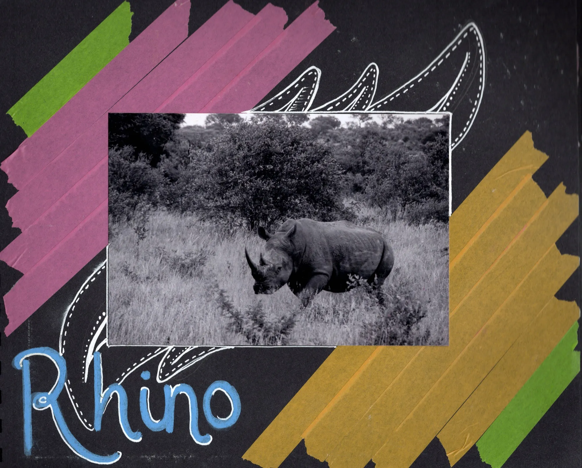 Rhino, South Africa