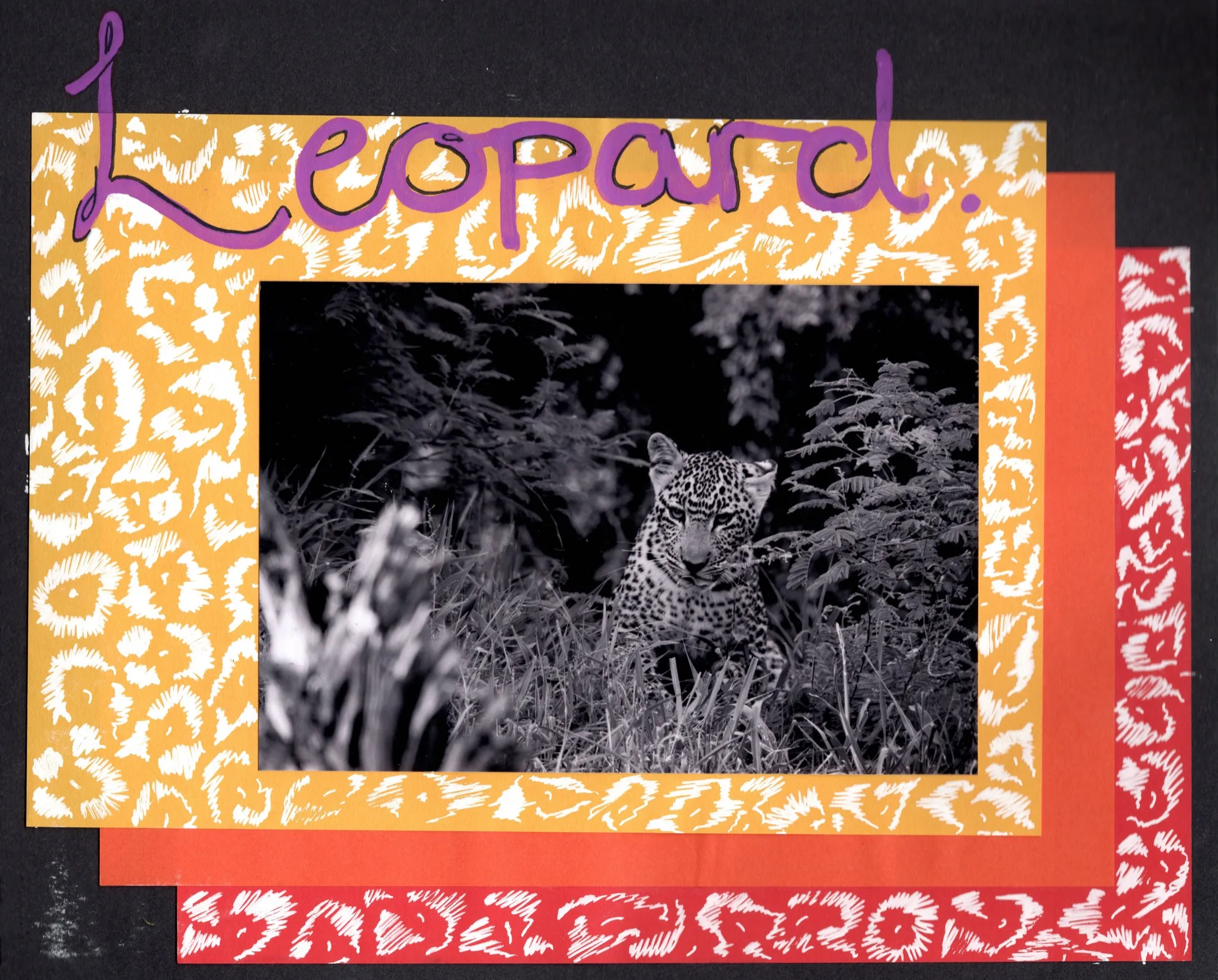 Leopard! — South Africa