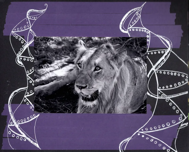 Lion, South Africa